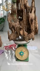 Hết hàng_Trầm hương cảnh - Trầm cảnh Tốc kiến vườn khối ghép thumb 3