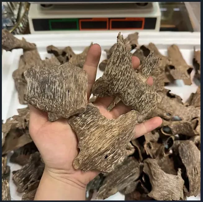 Thượng hạng_Trầm hương miếng tự nhiên trầm khoan ổ nhiều tinh dầu