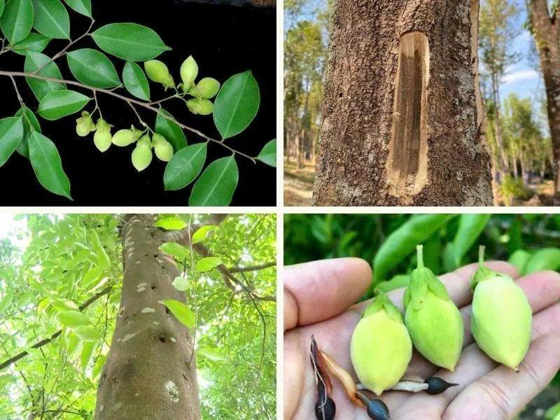 https://moctramagarwood.com - Hình ảnh