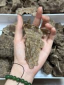 Thượng hạng_Trầm Mọ_ Trầm Cú Trầm hương miếng Nhiều tinh dầu tự nhiên toả hương thơm mạnh xông nhà, tẩy uế, thưởng trầm thumb 1