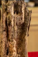 Cảnh trầm hương trang trí phong thuỷ_Trầm trang trí nhà cửa 47cm thumb 2