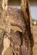 KHỐI TRẦM RỪNG TRANG TRÍ - TRẦM HƯƠNG RỪNG NHA TRANG - MOC TRAM AGARWOOD thumb 2