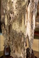 Trầm Cảnh Nguyên Khối Tự Nhiên Cao 87cm – Trầm Hương Cảnh Phong Thủy Cao Cấp Việt Nam thumb 3